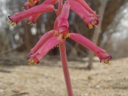 Lachenalia punctata performing in sand